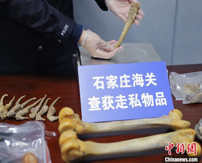 Shijiazhuang Customs seized about 4 kilograms of smuggled wild animal products.